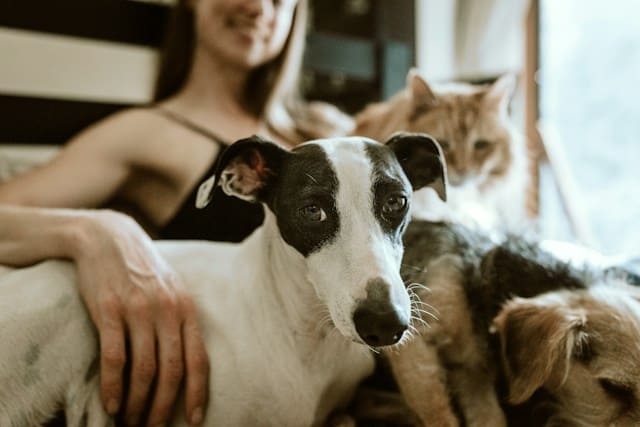 mujer feliz con gato y perros. Seguro mscotas.