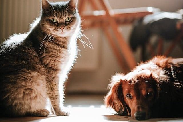 perro y gato tumbados en casa. Seguro mascotas.