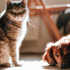 perro y gato tumbados en casa. Seguro mascotas.